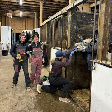 Three people in a stable with a horse, one person is attending to the horse.