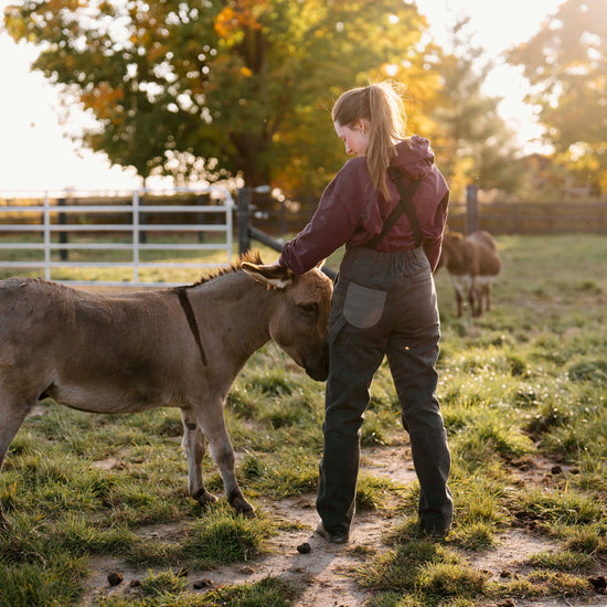 Person interacting with a donkey in a grassy field during sunset.