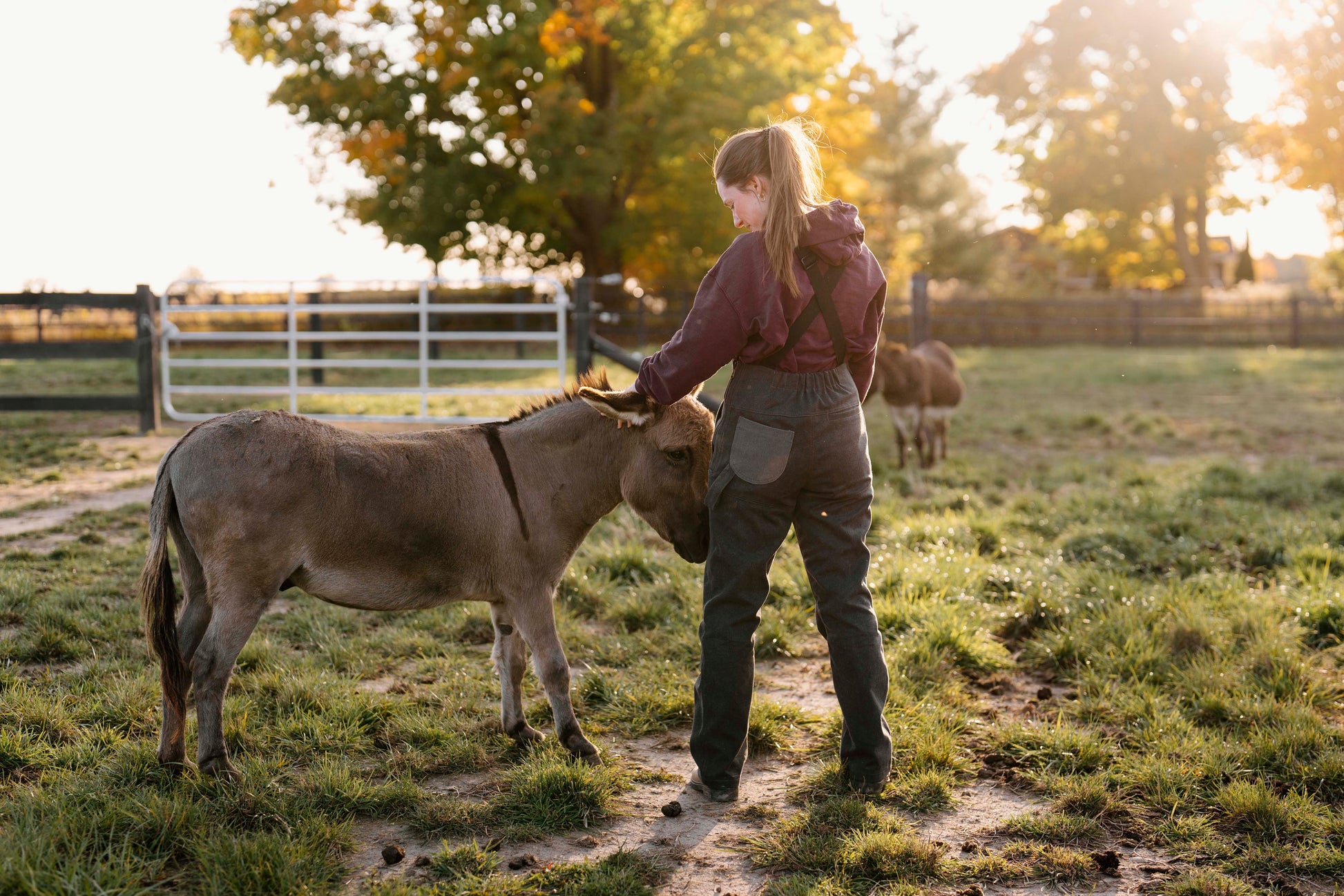 Person interacting with a donkey in a grassy field during sunset.
