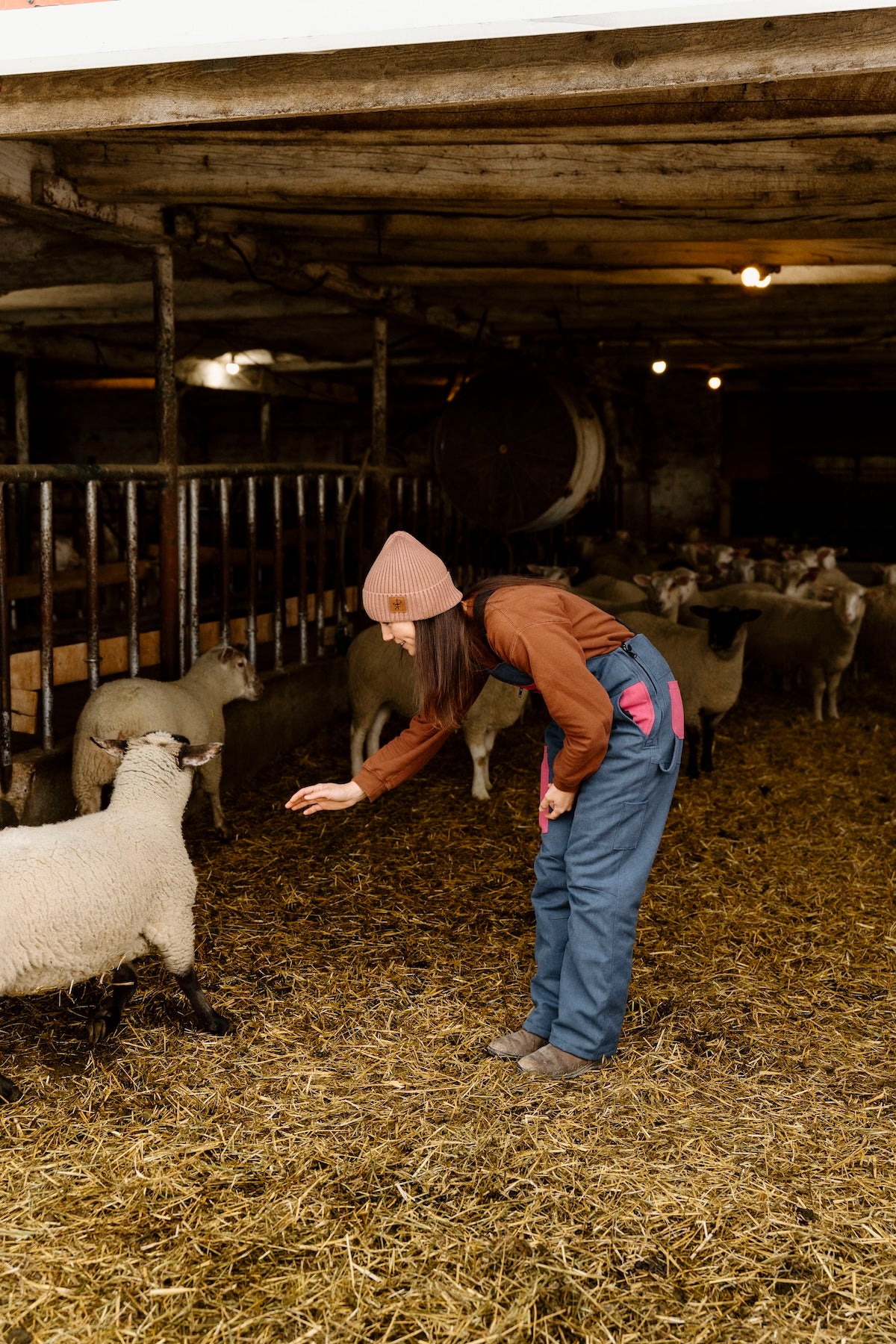 Person interacting with sheep in a barn setting